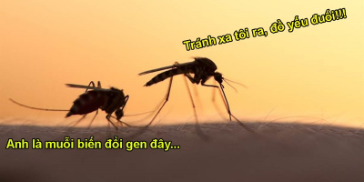Thả muỗi đực biến đổi gen ra ngoài, muỗi cái không thèm "yêu đương"