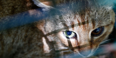 Loài mèo cáo cực đẹp với đôi mắt "có 1-0-2" ai cũng muốn mang về nuôi
