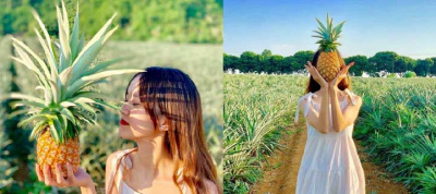 Check-in "chất phát ngất" tại cánh đồng dứa đẹp hút mắt ở Ninh Bình