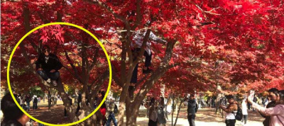 CĐM phẫn nộ hình ảnh du khách Việt trèo lên cây chụp ảnh ở Hàn Quốc