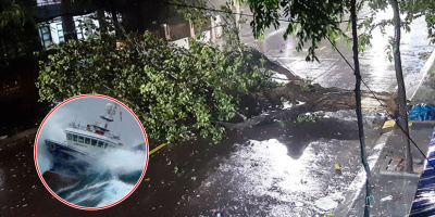 Cảnh tượng tâm bão số 5 ập vào Quy Nhơn: Gió cấp 12, cây đổ khắp nơi