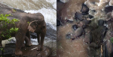 6 con voi mất mạng vì rơi xuống thác nước