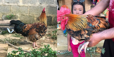 Chú gà "tự chuyển giới" kỳ lạ: Đang mái bỗng biến thành trống