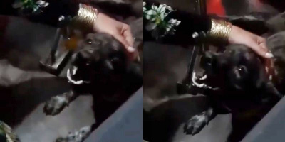 Cảm động hình ảnh chú cún "khóc như mưa" bên quan tài của bà ngoại