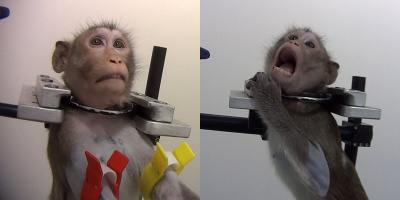 Hình ảnh các chú khỉ gào thét đau đớn trong phòng thí nghiệm