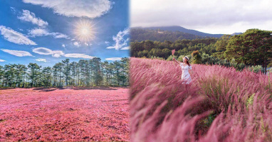 Đà Lạt vào mùa cỏ Đuôi Chồn nhuộm hồng cả vùng như tranh vẽ