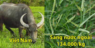 Cỏ mần trầu mọc dại ở Việt Nam, sang nước ngoài bán 134 nghìn đồng/ký