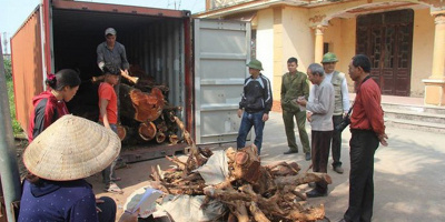 Hạ giá hàng chục tỷ, 5 tấn gỗ sưa trăm tuổi ở Hà Nội vẫn "ế chỏng chơ"