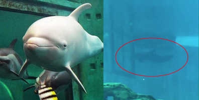 Chú cá heo đập đầu liên tục vào bể kính ở thủy cung lớn nhất thế giới