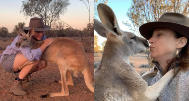 Câu chuyện về chú Kangaroo ôm chặt không rời người đã cứu mạng nó