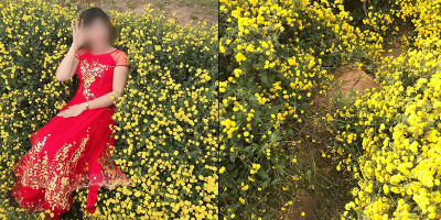 Cô gái vô tư ngả ngớn lên luống hoa cúc chi khiến dân mạng nóng mắt