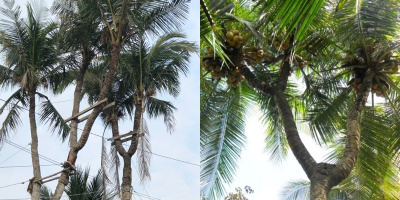 Cây dừa ba ngọn ở miền Tây được ngã giá 2,5 tỷ đồng