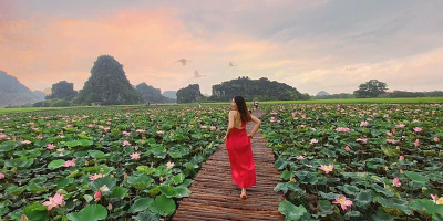 Đầm sen kỳ lạ nở rộ giữa mùa đông Ninh Bình: Check-in ngay thôi!