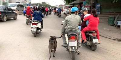Từ 2020, dắt cún cưng đi dạo bằng xe máy có thể bị phạt 200k