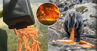 Úc: Xuất hiện "mưa" cà rốt, cứu đói hàng trăm động vật từ vụ cháy rừng