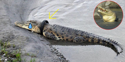 Chú cá sấu qua 2 thảm họa bị mắc lốp xe vào cổ được vận động giải cứu