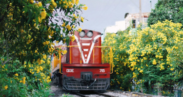 Tuyến đường xe lửa TP.HCM rực rỡ sắc vàng của hoa huỳnh liên