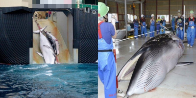 Cư dân mạng tranh cãi về việc tàu Nhật Bản săn bắt hơn 200 con cá voi