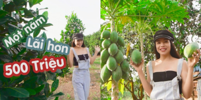 Hết nông trại ở Lâm Đồng, Trà Ngọc Hằng lại khoe vườn trái cây 15 tỷ