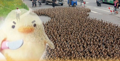 Trung Quốc cử 10 vạn "lính" vịt khỏe mạnh sang dẹp nạn châu chấu