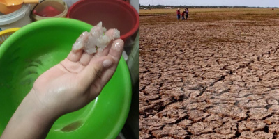 Hạn mặn ở miền Tây: Nước vón cục thành muối còn đất khô cằn nứt nẻ