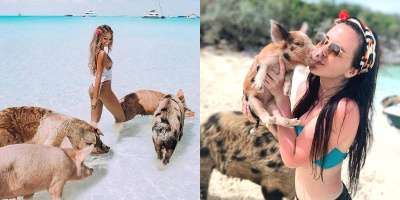 Kỳ lạ hòn đảo toàn lợn hoang, du khách "đua nhau" đến check-in với lợn