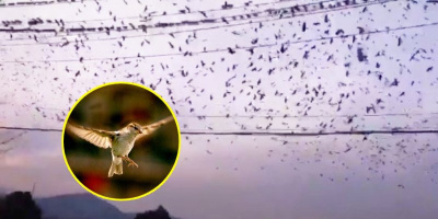 Hiện tượng lạ: Hàng ngàn chim sẻ chặn lối vào ngôi làng ở Trung Quốc