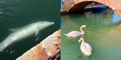 Nước kênh ở Venice trong vắt, xuất hiện thiên nga và cá heo chỉ là giả