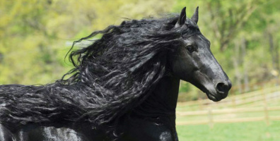 Chàng ngựa đẹp trai nhất thế giới: Sở hữu "mái tóc" bồng bềnh lãng tử
