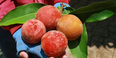 Các loại quả "độc nhất vô nhị" ở miền Tây: Đào Hồng Nhung thơm ngon