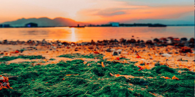 "Phát hờn" hình ảnh bãi rêu Nha Trang rực rỡ trong hoàng hôn
