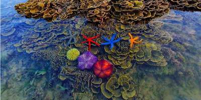 Chiêm ngưỡng bộ ảnh chụp san hô "đẹp mê mẩn" ở Hòn Yến bằng smartphone