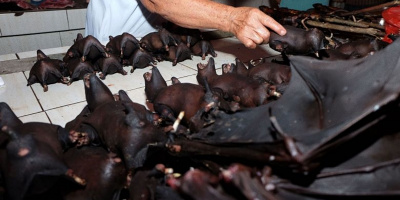 Phát hiện thịt dơi được bày bán tại chợ Indonesia giữa dịch Covid-19