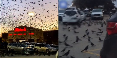 CĐM “đào mộ” clip bầu trời đầy quạ đen ở Mỹ: như điềm báo về Covid-19