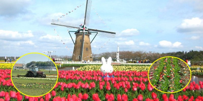 Tránh tụ tập, thành phố ở Nhật Bản cho cày nát 800 ngàn bông hoa tulip