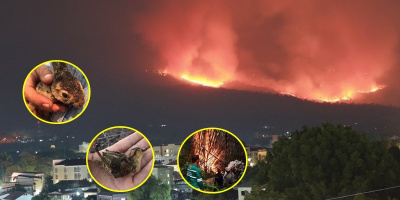 Chiang Mai ô nhiễm không khí, động vật chết dần vì cháy rừng