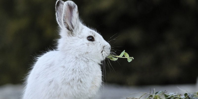 Camera bí mật đã bất ngờ phát hiện ra thỏ rừng đang ăn thịt