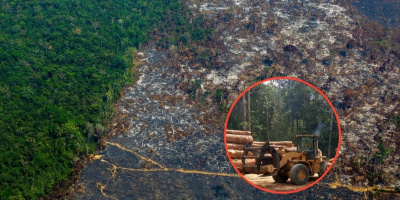 "Lá phổi xanh" của trái đất - Amazon đang bị ngó lơ vì dịch Covid-19