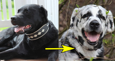Chú chó có bộ lông tự đổi từ màu đen sang trắng do bệnh hiếm gặp