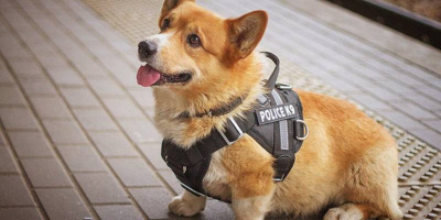 Chú chó nghiệp vụ Corgi duy nhất tại Nga nghỉ hưu sau 7 năm cống hiến