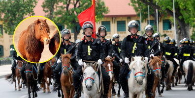 Giống ngựa "nhỏ mà có võ" của kỵ binh Việt: Là ngựa chiến Mông Cổ