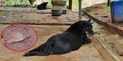 Phát hiện vết chân chó tại nơi nghi có 2 con báo đen nặng 100kg