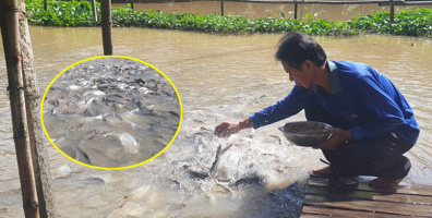 Chi tiền triệu nuôi cá, hàng ngàn con kéo đến sống trên kênh Thần Nông