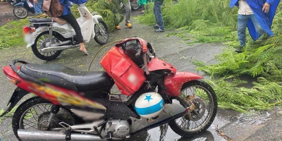 TP.HCM: Mưa lớn, phượng bật gốc ngã trúng 1 người đi xe máy