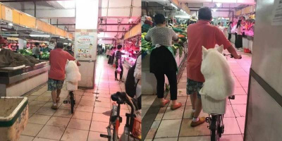 Chó Samoyed béo được chủ chiều hết mực, cho ngồi giỏ xe cùng đi chợ