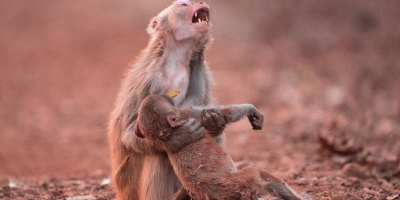 "Ngã ngửa" sự thật sau bức ảnh khỉ mẹ ôm con gào khóc đầy xúc động