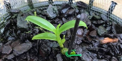 1 mầm lan 10cm được trả giá gần 12 tỷ đồng trong phiên đấu giá online