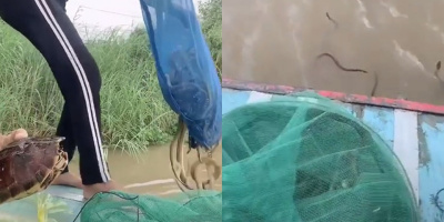 Thanh niên phóng sinh một lúc 20kg rắn ra sông gây phẫn nộ