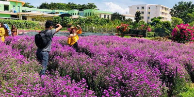 Đà Nẵng: Xuất hiện vườn hoa thạch thảo "tím lịm tìm sim"