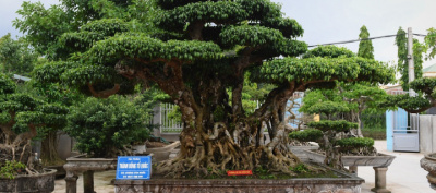 Chủ vườn không bán dù cây sanh 200 tuổi ở Hà Nội được trả 12 tỷ đồng